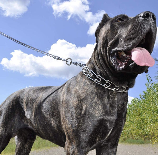Titan Pinch Training Collar for Dogs